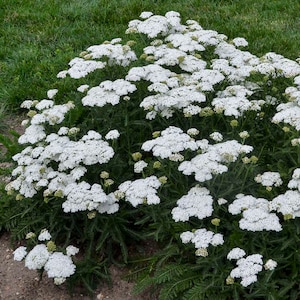 Yarrow 'Firefly Diamond' Fragrant Ivory white flowers and foliage -Achillea Perennial Plant- Flower Arrangements and Bouquets- critter proof