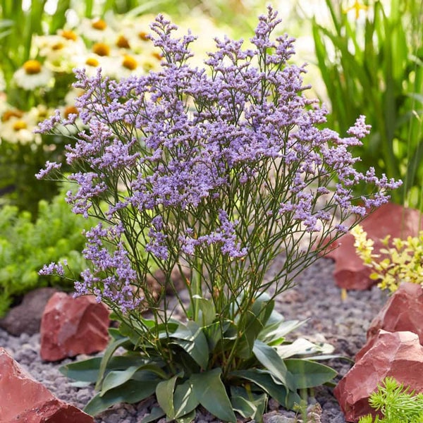 Statice ‘Dazzle Rocks’- Lavender Flowers that are great for cutting to use in Flower Bouquets - Limonium Perennial -Attracts Pollinators