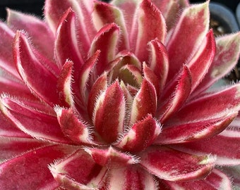 Hen & Chicks ‘Lotus Blossom'- lotus-shaped foliage of red and white striped flowers
