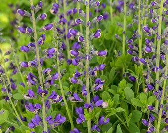False Indigo ‘Periwinkle Popsicle’ - Upright Habit with Dark Blue Flowers - Baptisia Perennial - Deer & Rabbit  Proof - attract pollinators