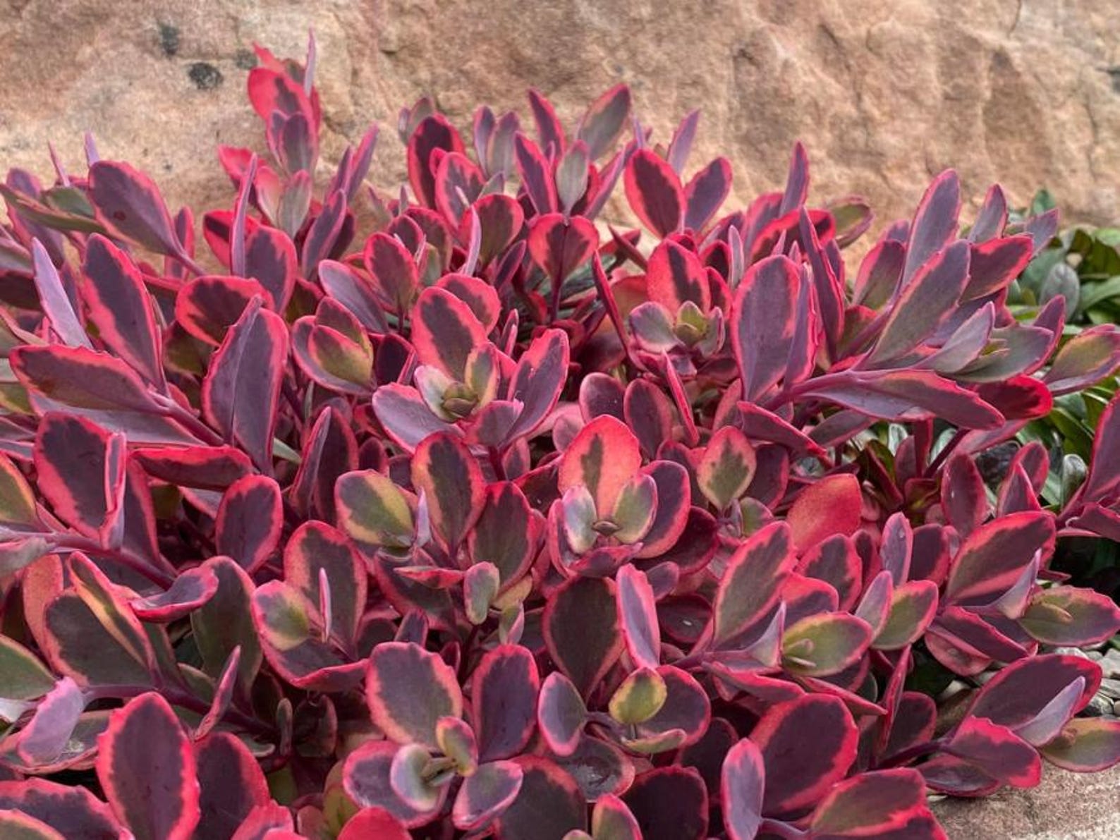 Stonecrop ‘dazzling Dynamite’ Blue-purple-pink Foliage With Orange-pink ...