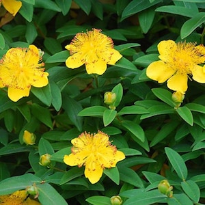 May include: A close-up of a bush with bright yellow flowers. The flowers have a delicate, ruffled appearance and are surrounded by green leaves.