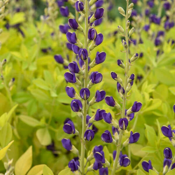 False Indigo ‘Golden Anniversary’ -upright Indigo blue flowers, golden foliage- Baptisia Perennial -Deer & Rabbit Proof -attract pollinators