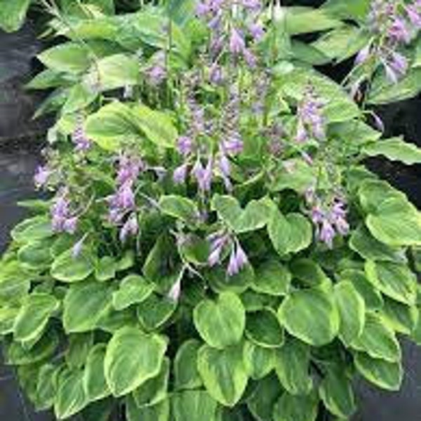 Hosta ‘Grand Tiara’ - Purple Flowering Repeat Blooming Border Hosta