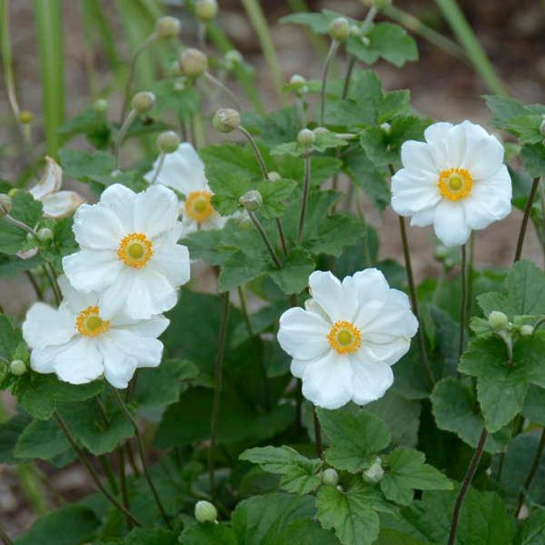 Windflower 'Honorine Jobert’ Large Pure White flowers with yellow centers in the fall- Anemone Perennial Plant-flower bouquets image 4