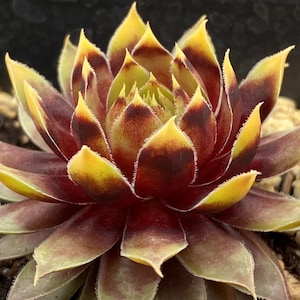 Hen and Chicks- Chick Charms ‘Gold Rush&#39;- Colors of Hot Pink, Red, & Gold. Wimter= Bright Red while dormant ALL winter!