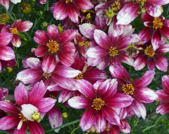 Tickseed ‘Zesty Zinger’-Ivory flowers, magenta centers atop threadleaf foliage- Coreopsis Perennial - Attracts Pollinators -flower bouquets