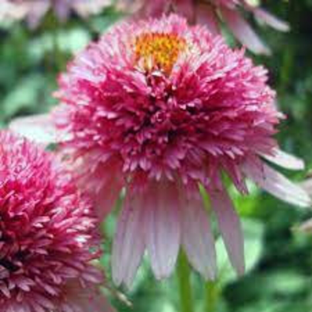 Coneflower butterfly Kisses double Pink Flowers Like a Pompom