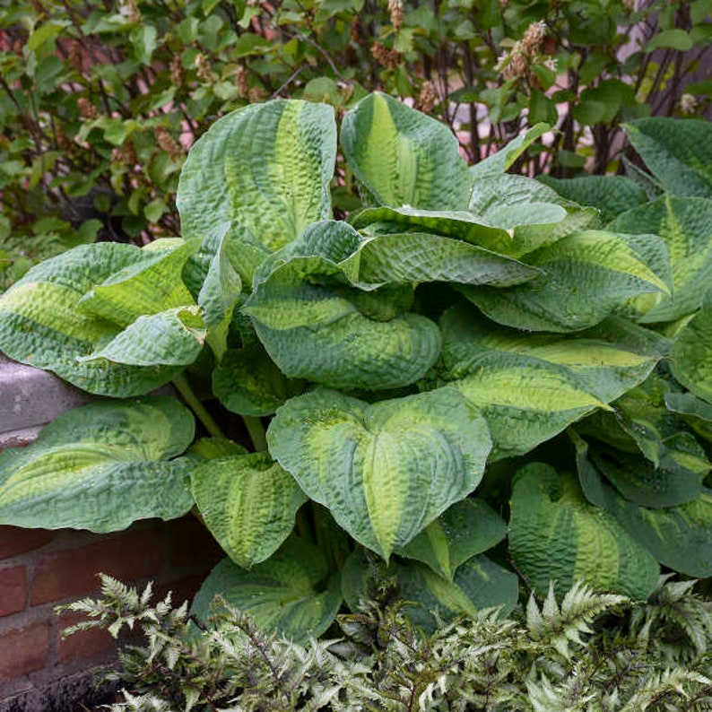 Hosta Brother Stefan - Thumbnail 3