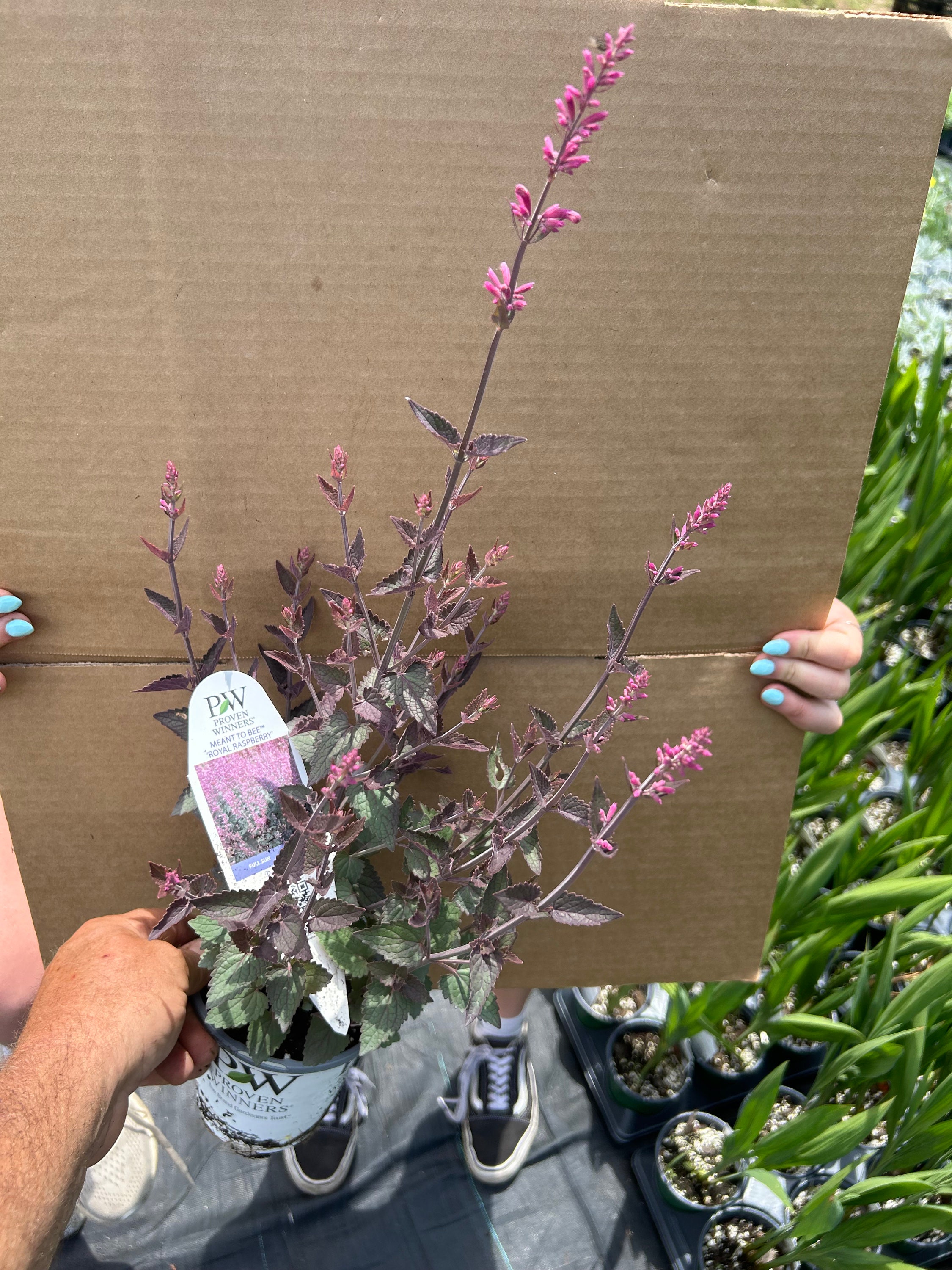 Anise ‘royal Raspberry' Vivd Rosy-purple-burgundy Flowers, Fragrant ...