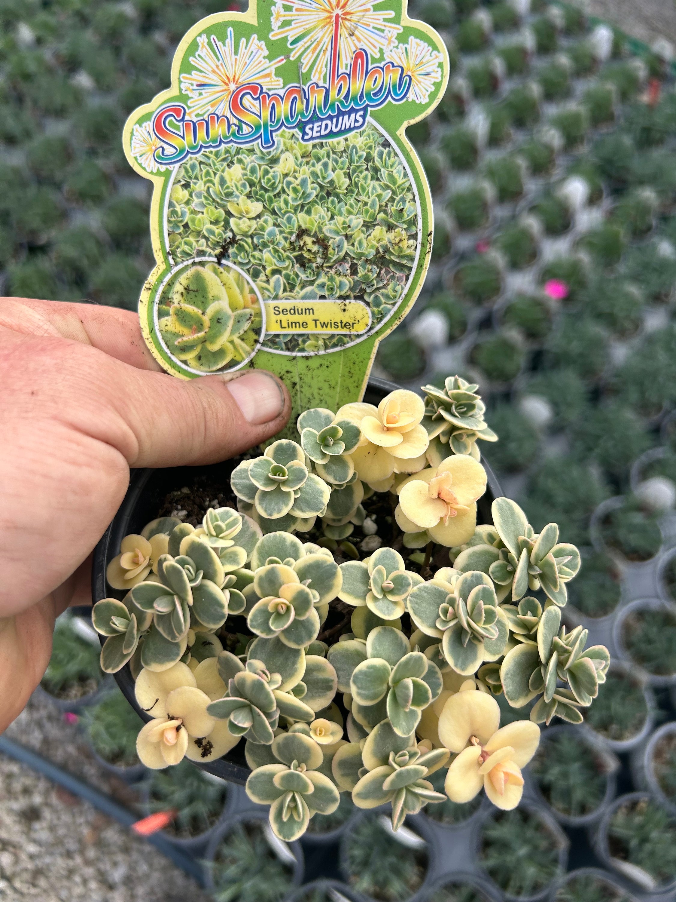 Stonecrop 'lime Twister' White & Green Variegated Foliage With