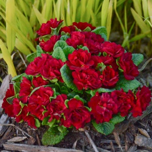 Primrose  &#39;Valentine’ has multi flushes of Large, Rose like Fragrant, Deep Scarlet-Red - Primula Perennial - Attracts pollinators