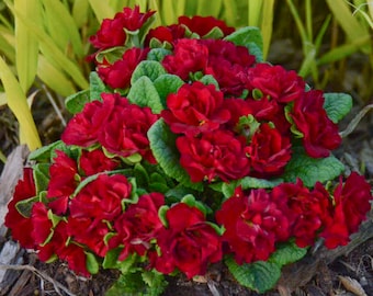Primrose  &#39;Valentine’ has multi flushes of Large, Rose like Fragrant, Deep Scarlet-Red - Primula Perennial - Attracts pollinators