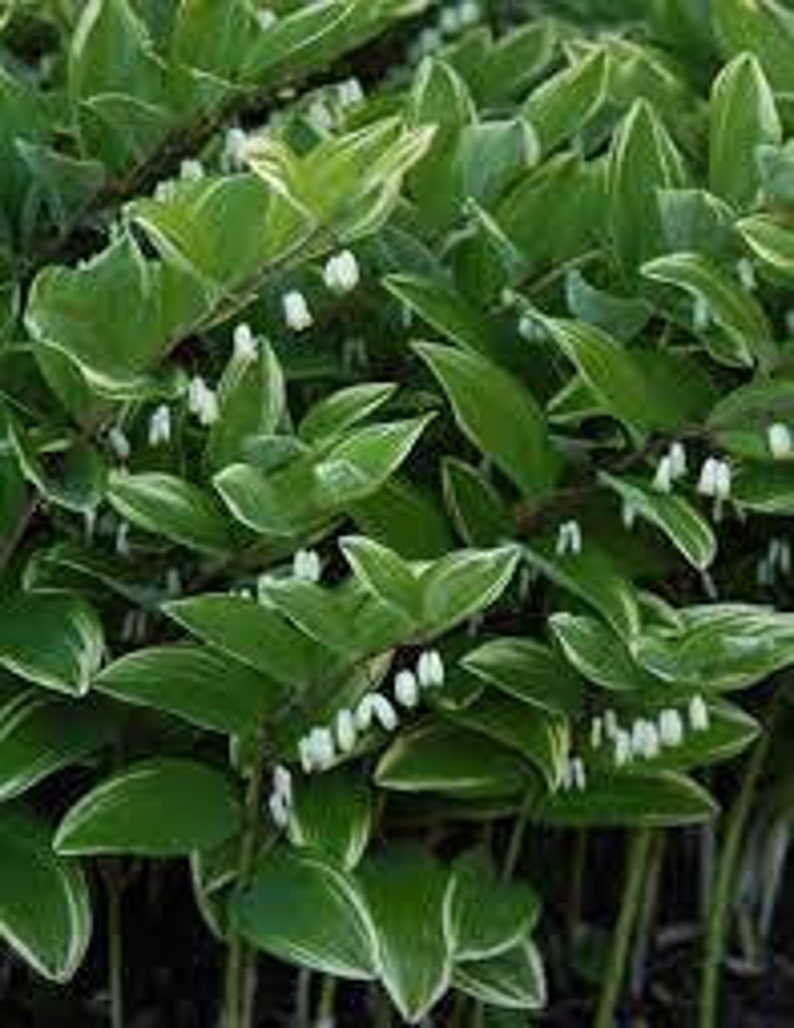 Phoque de Salomon panaché Fleurs délicates en clochettes blanches maintenues en dessous Feuilles panachées Vivace Polygonatum résistante aux cerfs et aux lapins image 5