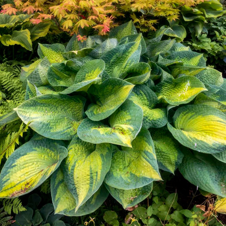 Hosta Brother Stefan