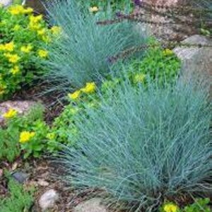 Puede incluir: Un primer plano de un grupo de hierba de festuca azul que crece en un lecho de jard&iacute;n. La hierba est&aacute; rodeada de plantas con flores amarillas y rocas.