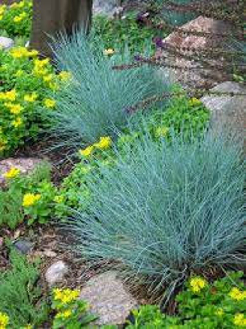 Puede incluir: Un primer plano de un grupo de hierba de festuca azul que crece en un lecho de jard&iacute;n. La hierba est&aacute; rodeada de plantas con flores amarillas y rocas.