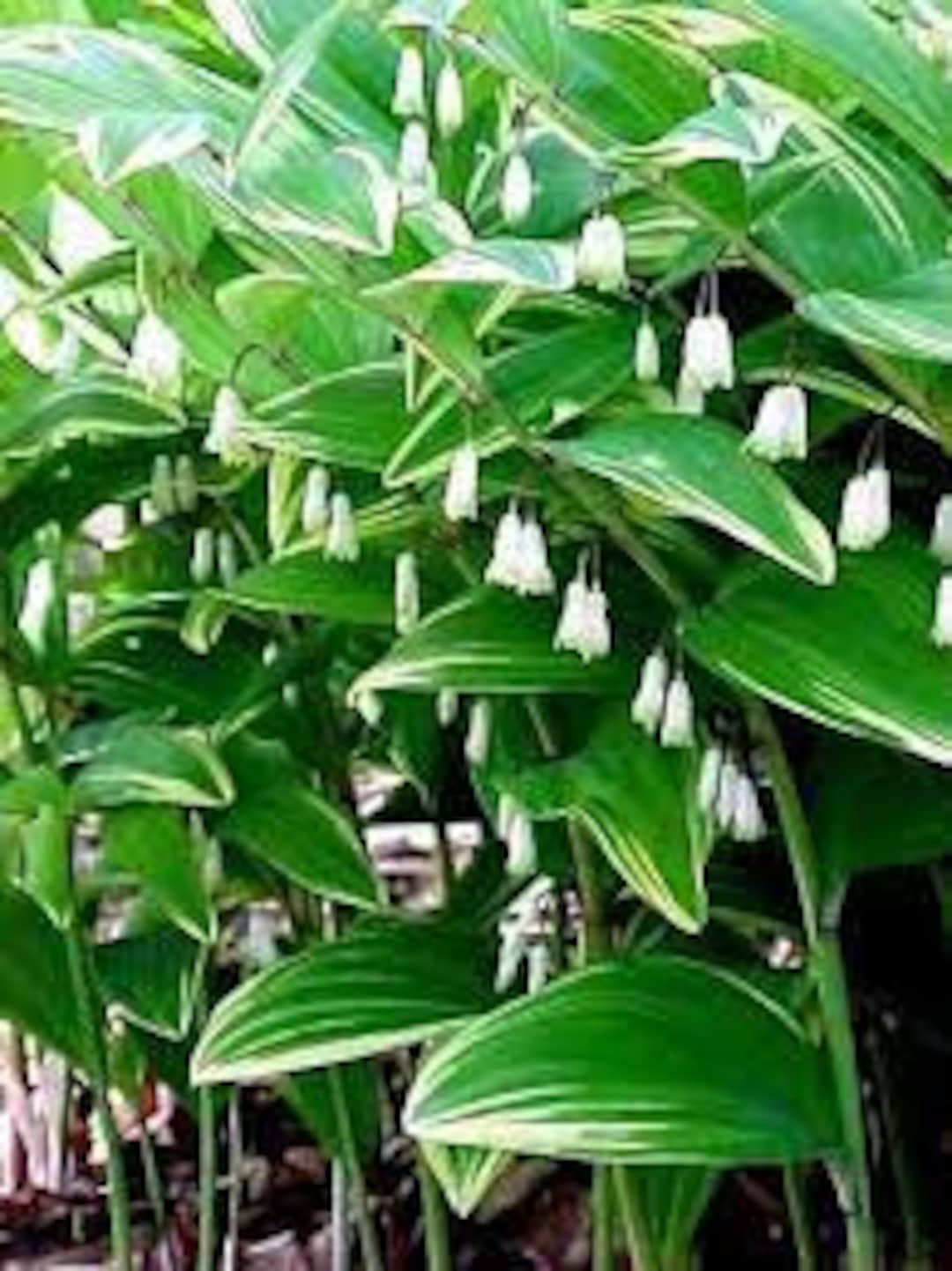 Solomon's Seal Variegated Dainty, White Bell Flowers Held Below Variegated  Leaves - Polygonatum Perennial- Deer and Rabbit Resistant - Etsy