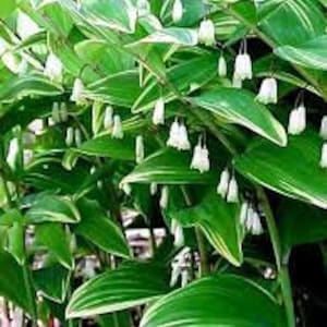 May include: A cluster of white bell-shaped flowers on a plant with green and white striped leaves.