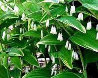 Solomon’s Seal Variegated- Dainty, White Bell flowers held below Variegated leaves - Polygonatum Perennial -  deer and rabbit resistant