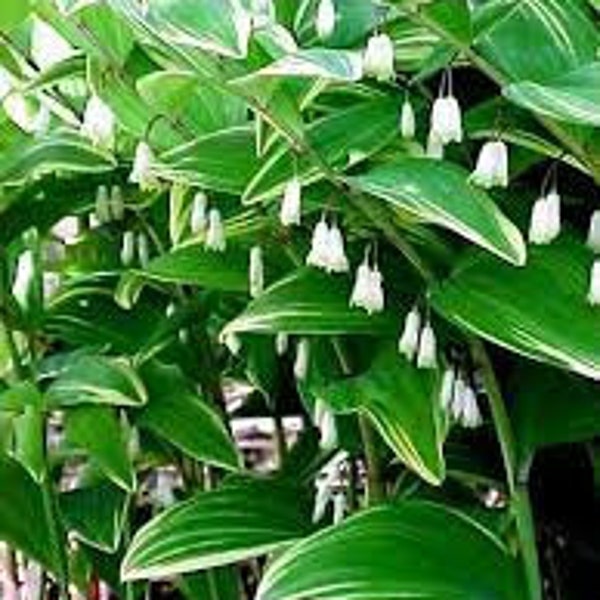 Solomon’s Seal Variegated- Dainty, White Bell flowers held below Variegated leaves - Polygonatum Perennial -  deer and rabbit resistant