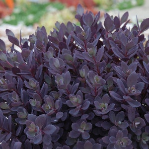 Stonecrop ‘Plum Dazzler’ - Evergreen Purple with Pink Flowers- Sedum Sunsparkler -Perennial Succulent - Critter Proof -Attracts Pollinators