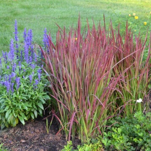 Herbe japonaise Red Baron dressée, herbe rouge ornementale graminée indigène vivace Imperata résistant aux chevreuils et aux lapins image 3