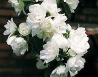 Mockorange ‘Illuminati Sparks’ -  Super Orange Smelling Fragrant white flowers atop yellow variegation- Philadelphus - Shrub - Perennial