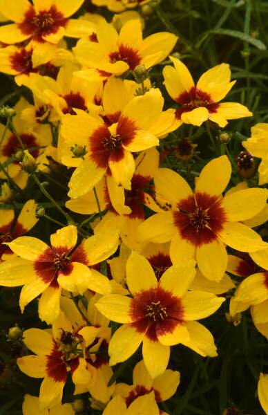 Tickseed ‘Golden Needles’-Bright Golden yellow flowers with a sharp, defined maroon central eye - Coreopsis Perennial -Attracts Pollinators
