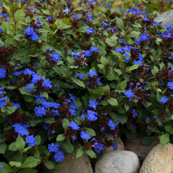 Plumbago - Gentian Blue flowers above Evergreen Green-Red Foliage - Cerostigma Perennial  - Attracts Pollinators -Deer and Rabbit Proof