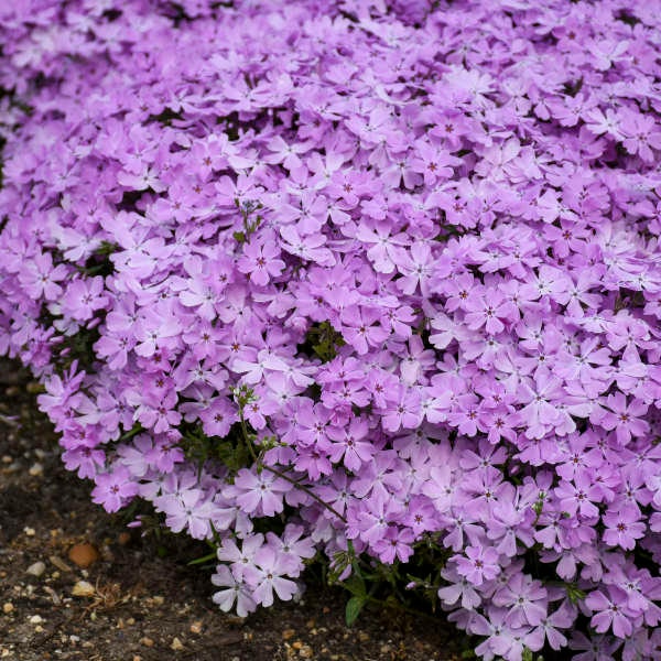 Phlox Creeping Spring Bling ‘Pink Sparkles’- Evergreen Groundcover of Fragrant Pink & Pink Halos-Perennial Phlox- critter proof