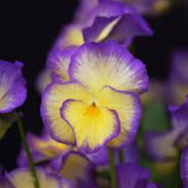 Violet ‘Sweetheart’ -Early Fragrant Spring Frilled flowers blend of Blue, White and Yellow-Viola Magnificent Perennial-attracts pollinators