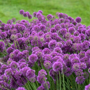May include: A field of purple allium flowers in bloom. The flowers are round and fluffy, and they are growing in a dense cluster.