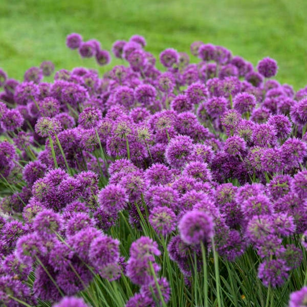 Onion Ornamental‘ Lavender Bubbles' -Blue-Green Twisted Leaves with Dark Purple Globe Flowers - Allium Perennial -Deer & Rabbit  Proof