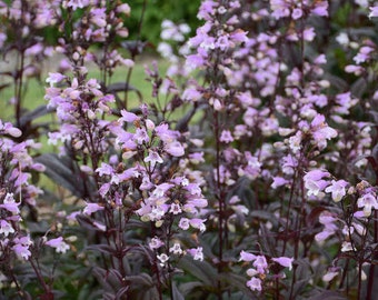 Penstemon 'Blackbeard' (Lengua de Barba Negra) - Flores tubulares de color lila-púrpura sobre follaje negro-púrpura - Planta perenne - Atrae colibríes