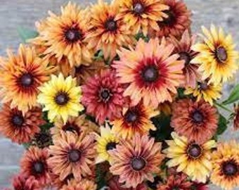 Black-Eyed Susan ‘Sahara’ -mostly double flowers in mix of antique colors -Rudbeckia hirta Perennial  - Attracts Birds and Pollinators