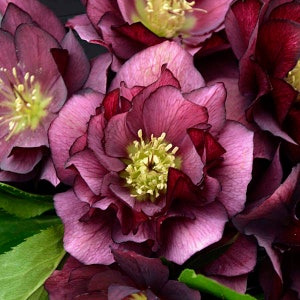 Lenten Rose ‘True Love’ -Double Deep Maroon Red Flowers - Helleborus - Evergreen Perennial - deer and rabbit Proof