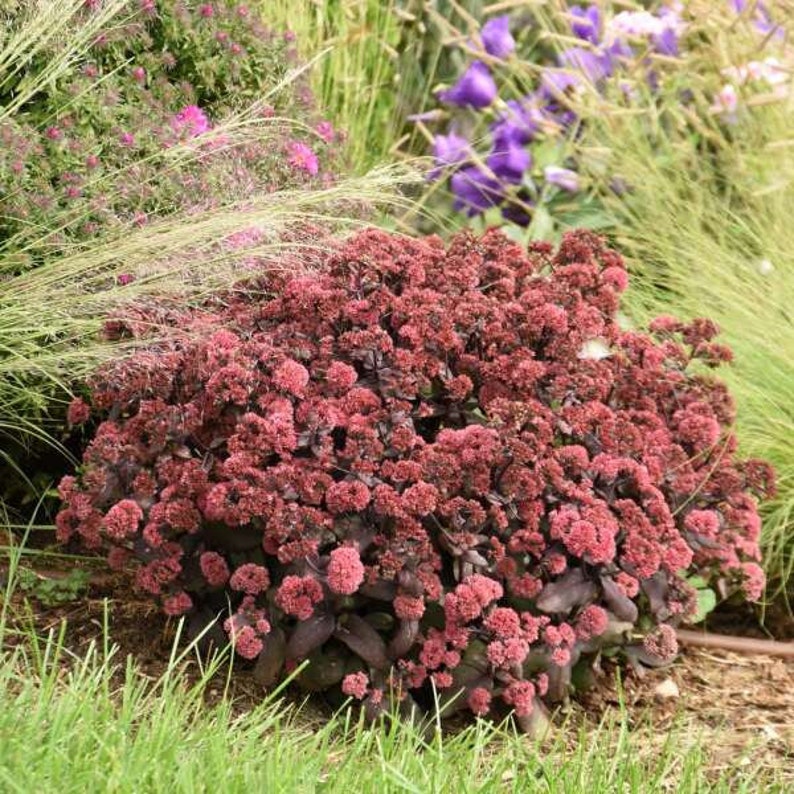 Stonecrop Midnight Velvet Upright Black-Purple leaves with Rose-Red flowers-Sedum Perennial Succulent Critter Proof-Attracts pollinators image 2