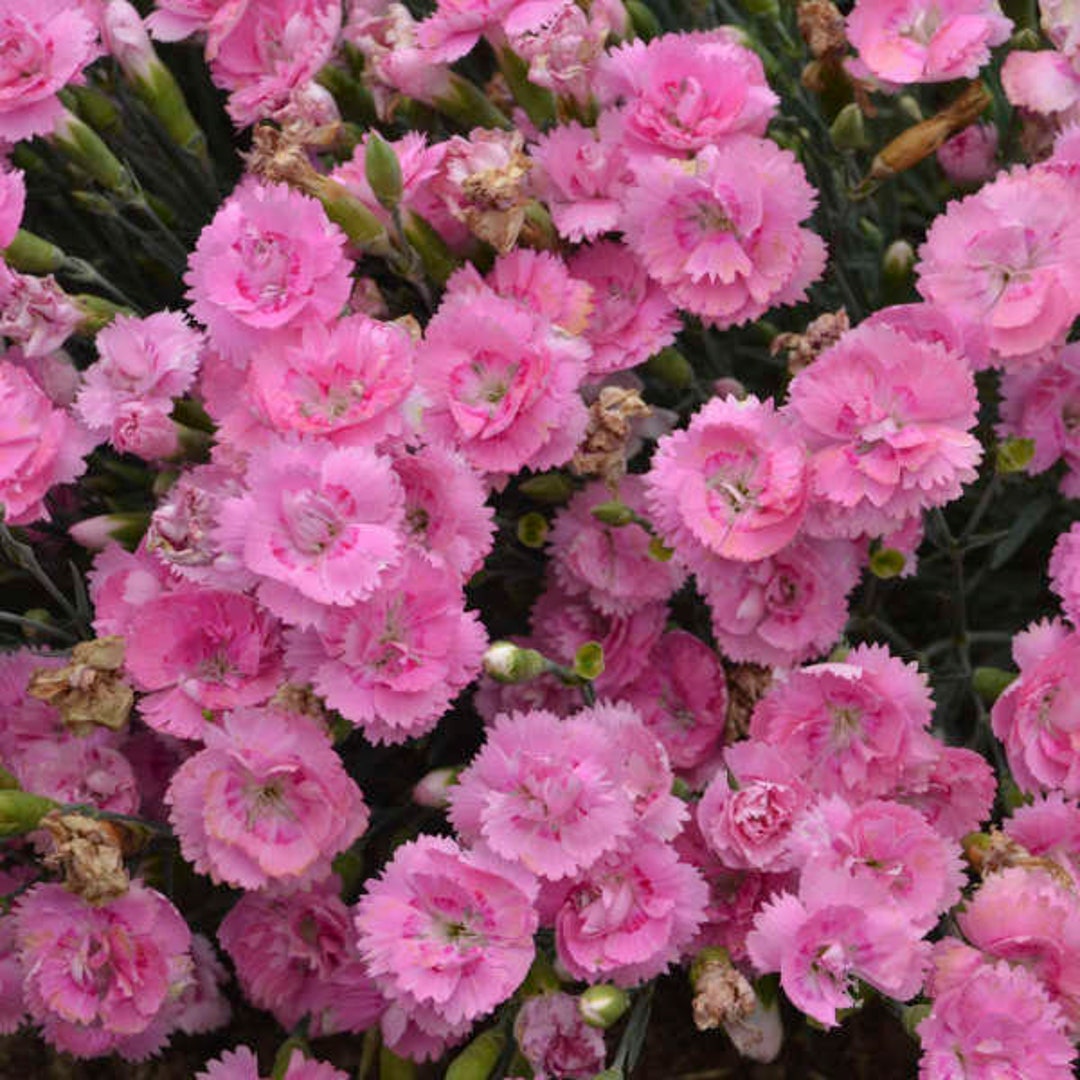 Pinks sweetie Pie fragrant, Semi-double True Pink, Flowers dianthus Perennial Attracts Pollinators Flower Arrangements