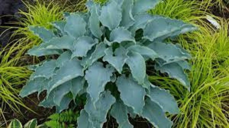 Hosta ‘tears in Heaven’ Unique, Deep, Frosty Blue Pointed, Rippled ...
