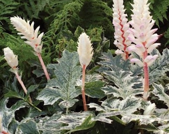 Bears Breeches &#39;Whitewater&#39; - white variegated lobed foliage  with Bi-color Pink/White Flowers - Acanthus Perennial- Critter  Proof -