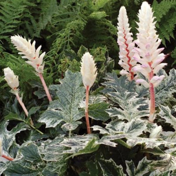 Bears Breeches 'Whitewater' - white variegated lobed foliage  with Bi-color Pink/White Flowers - Acanthus Perennial- Critter  Proof -