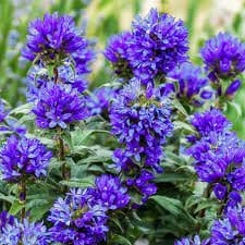 Clustered Bellflower 'bells and Whistles' - Clusters of