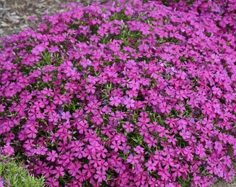 Phlox Creeping ‘Majestic Magenta’- Compact Evergreen Groundcover of Fragrant Bright Magenta Flowers -Phlox Perennial - Deer and Rabbit Proof