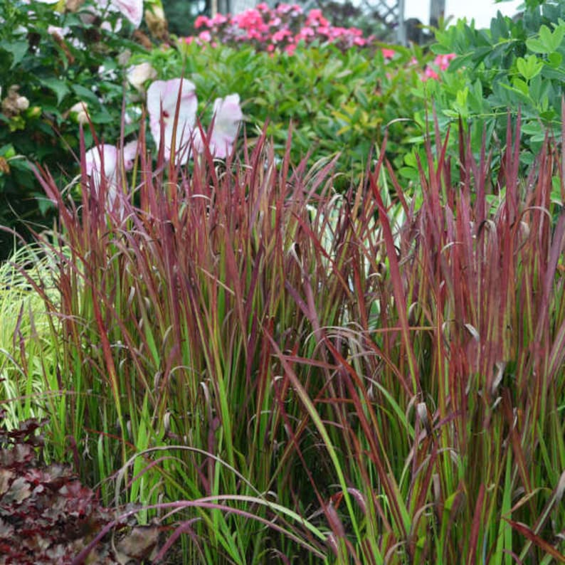 Herbe japonaise Red Baron dressée, herbe rouge ornementale graminée indigène vivace Imperata résistant aux chevreuils et aux lapins image 2