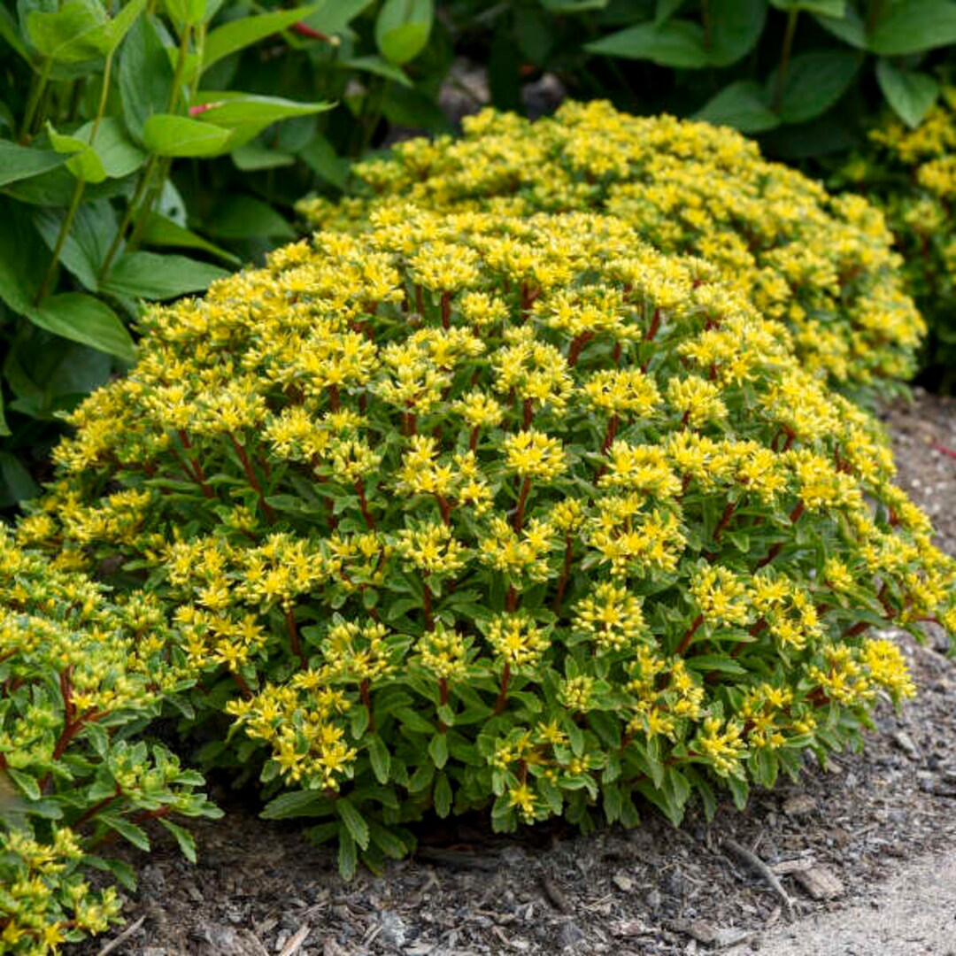 Stonecrop bright Idea evergreen Bright Yellow, Starshaped Flowers