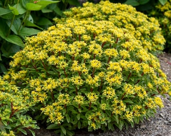 Stonecrop ‘Bright Idea’ -Evergreen Bright Yellow, star-shaped flowers-Sedum Perennial Succulent -Deer and Rabbit Proof -attract pollinators