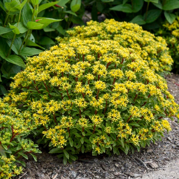 Stonecrop ‘Bright Idea’ -Evergreen Bright Yellow, star-shaped flowers-Sedum Perennial Succulent -Deer and Rabbit Proof -attract pollinators