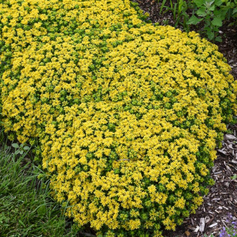 MrPerennial Stonecrop Little Miss Sunshine - Thumbnail 2
