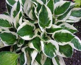 Hosta 'Patriot' large dark green leaves with variegated pure white margins-Hosta Perennial Plant-shade garden-attracts pollinators